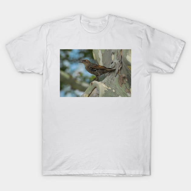 Bird in the City T-Shirt by elisewied